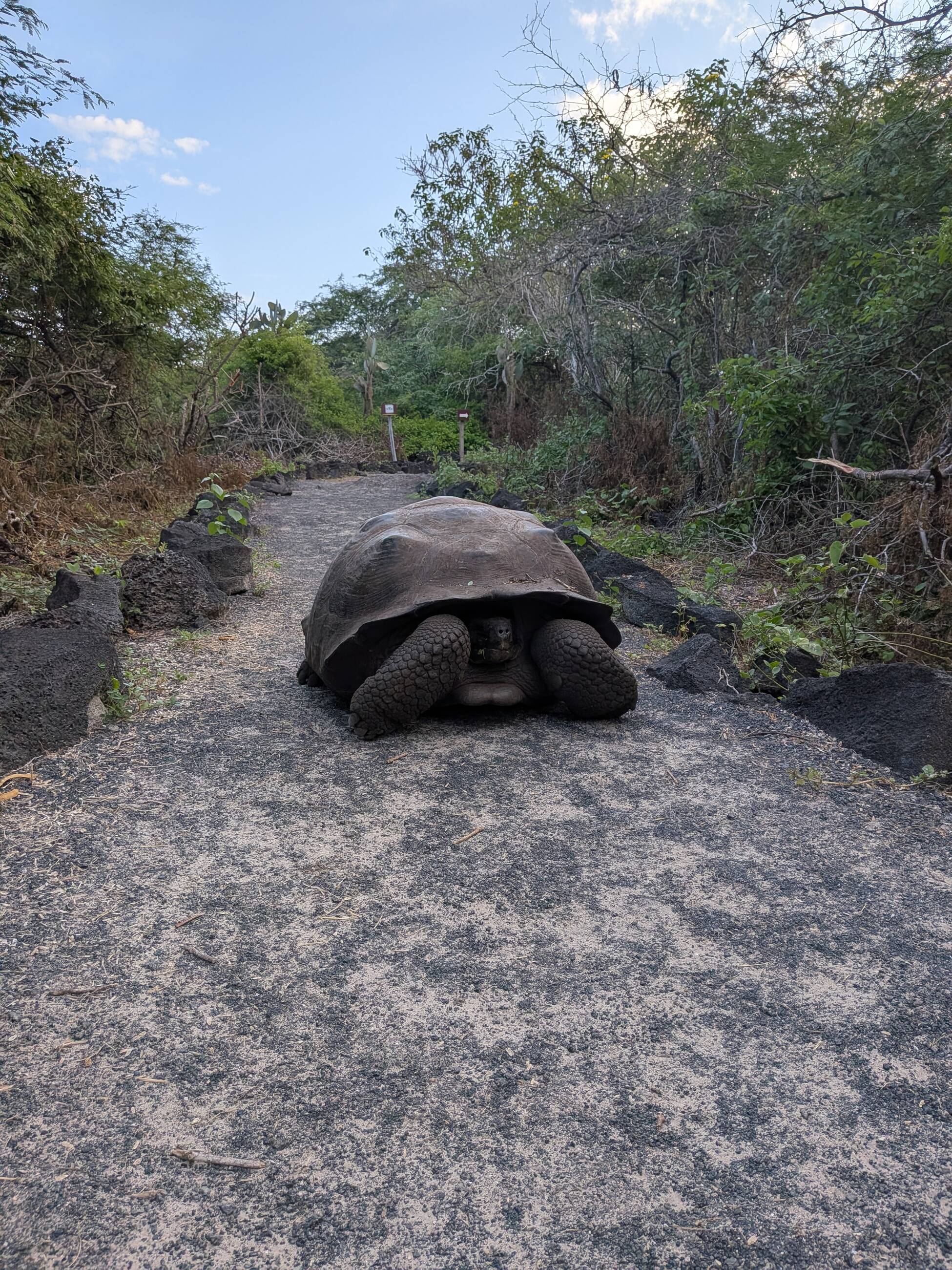 Unique endangered wildlife