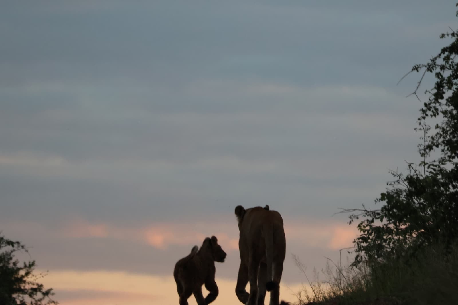 Female lion and cub