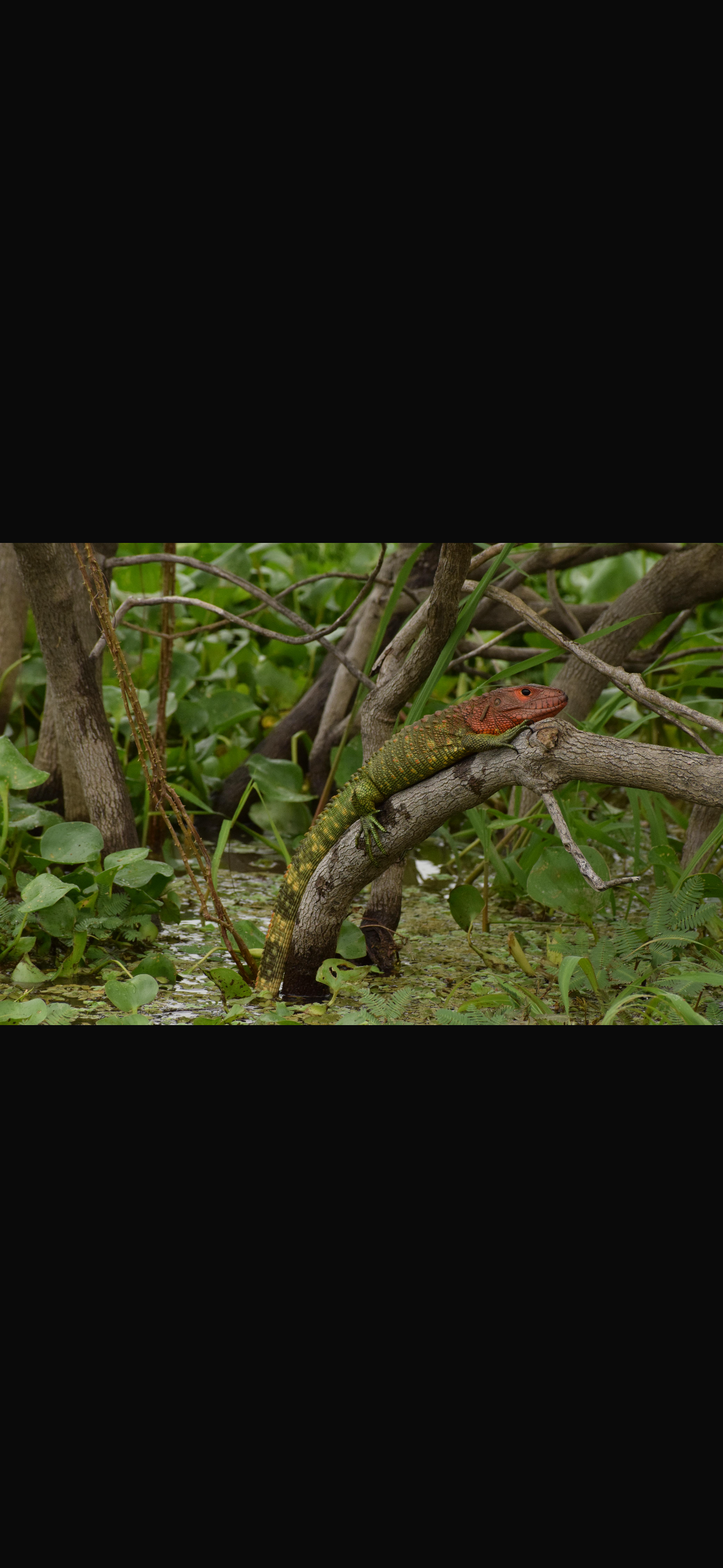 Caiman lizard 