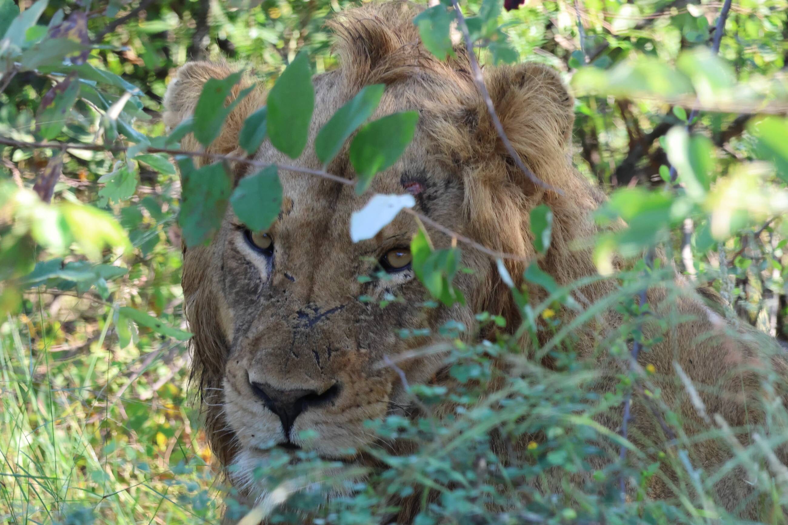 Male Lion