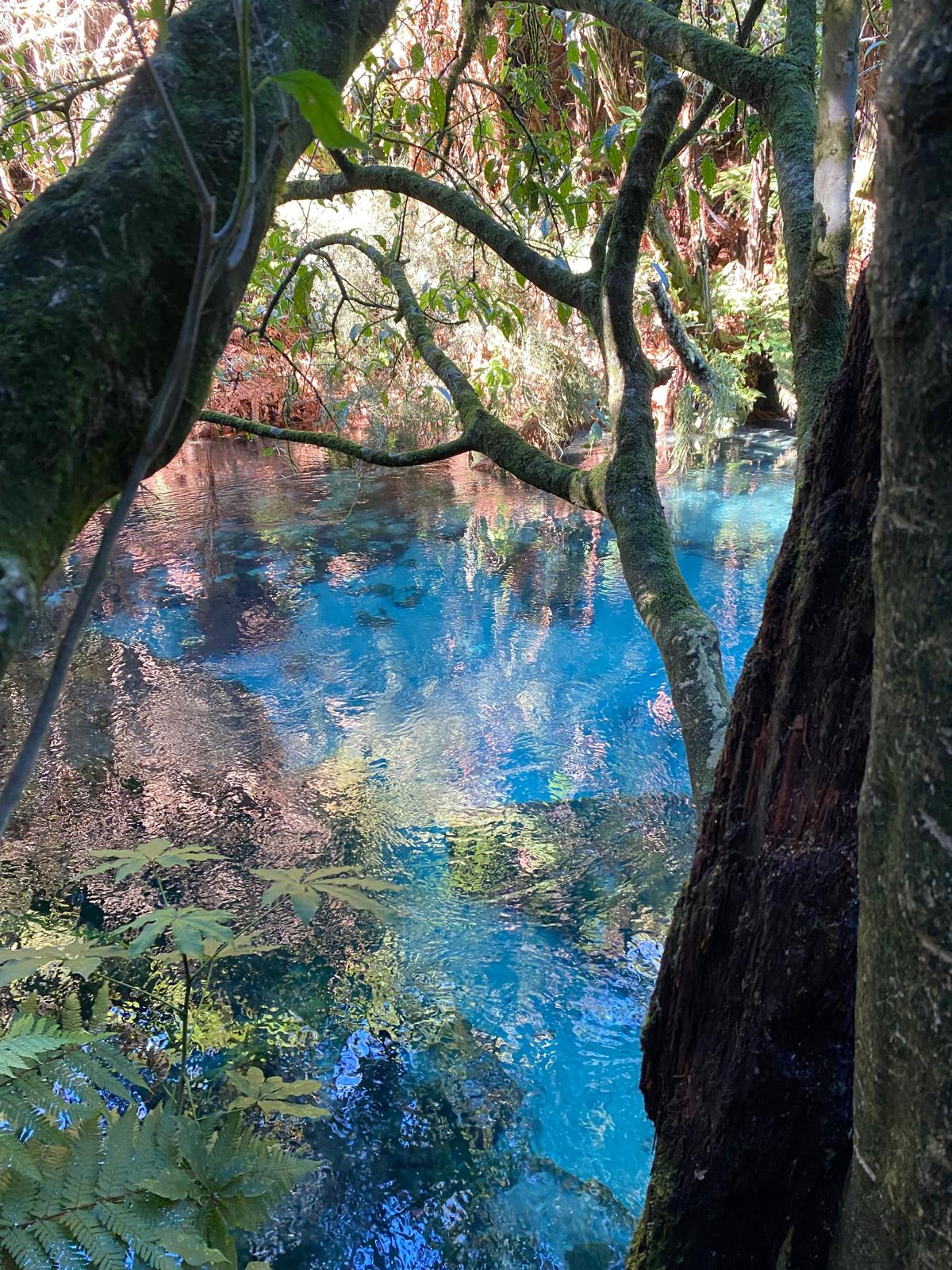 Blue Springs Putaruru