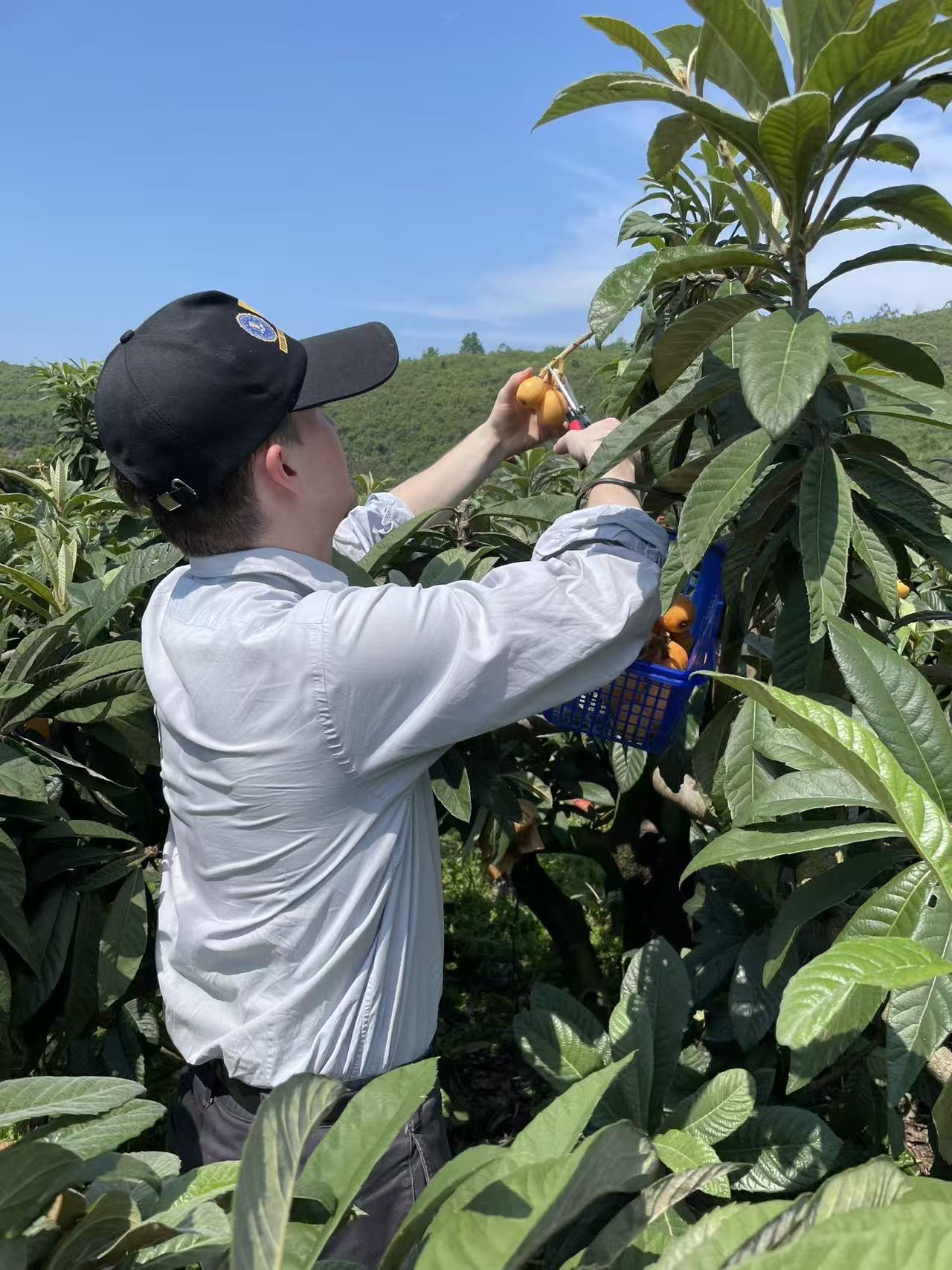 Picking Pipa fruits