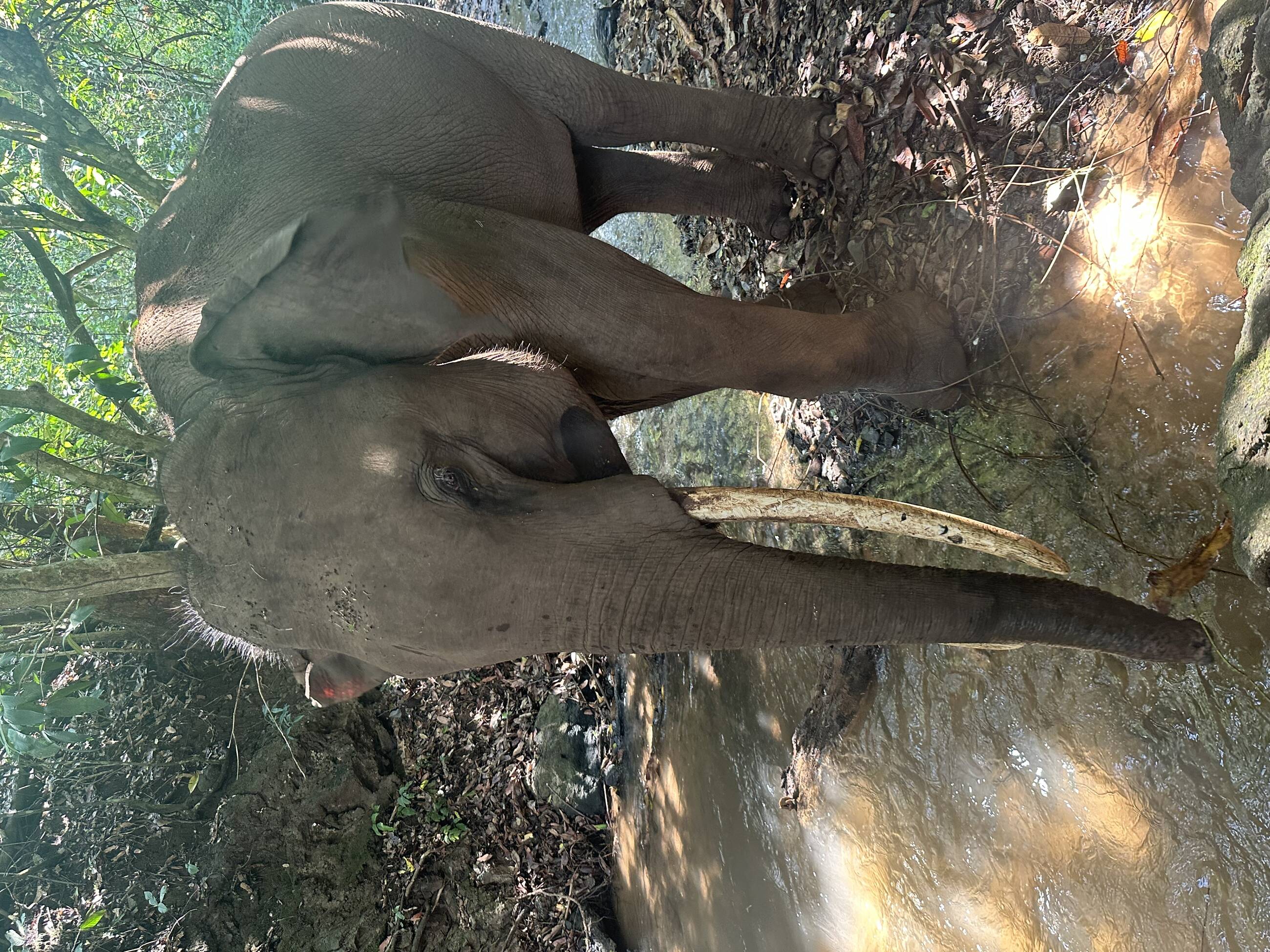 elephant
