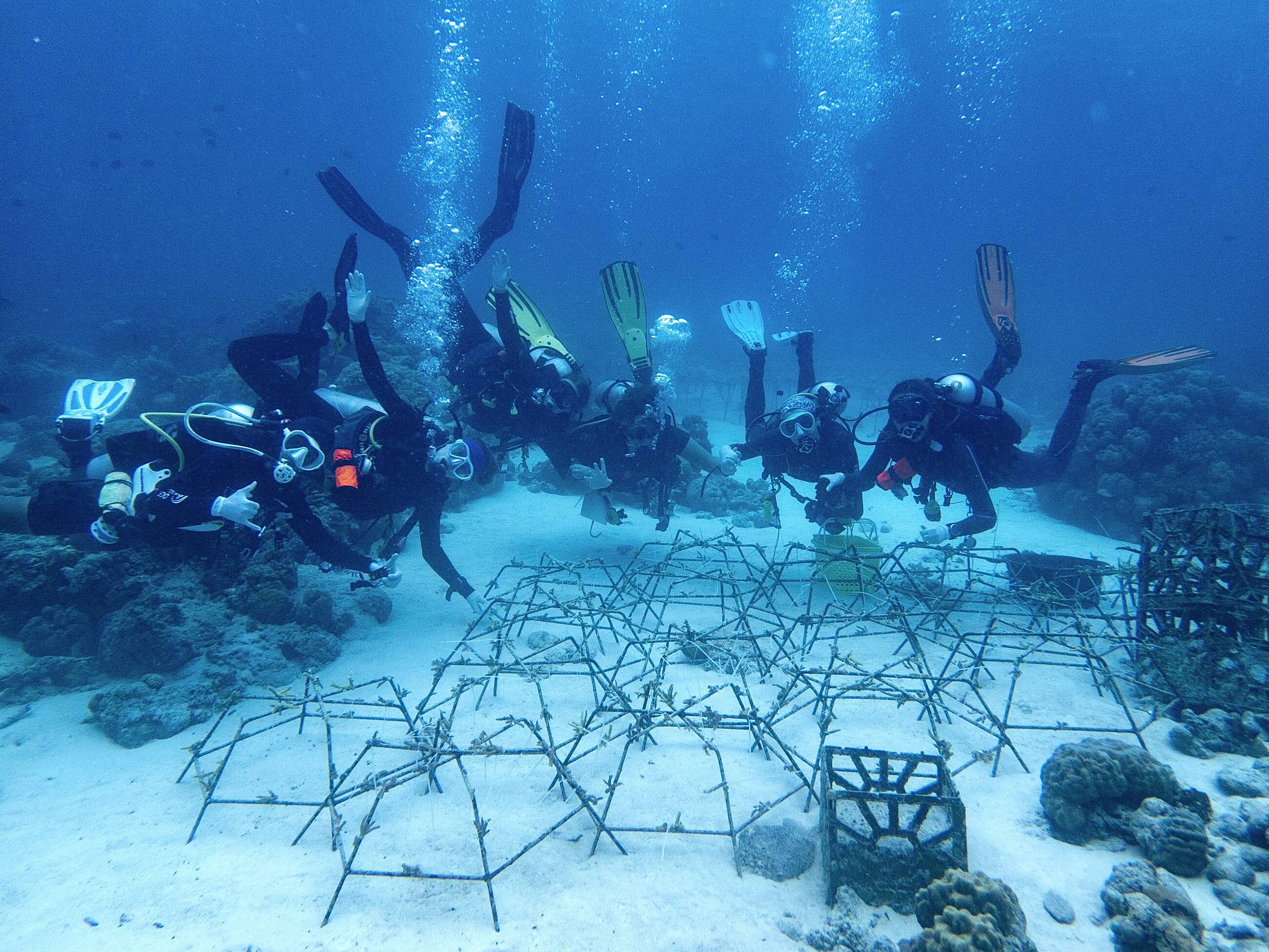 Coral restoration
