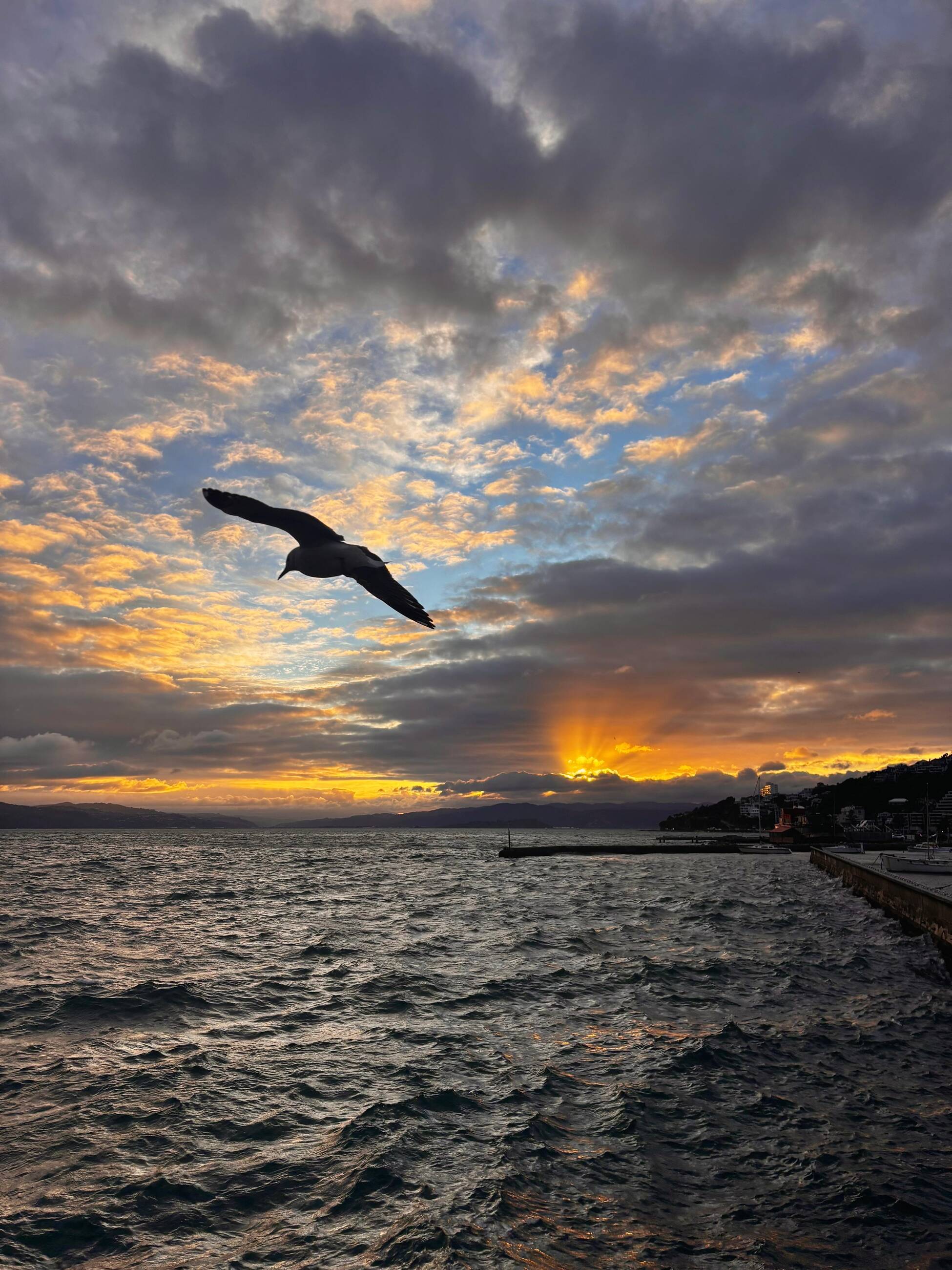 Wellington sunrise