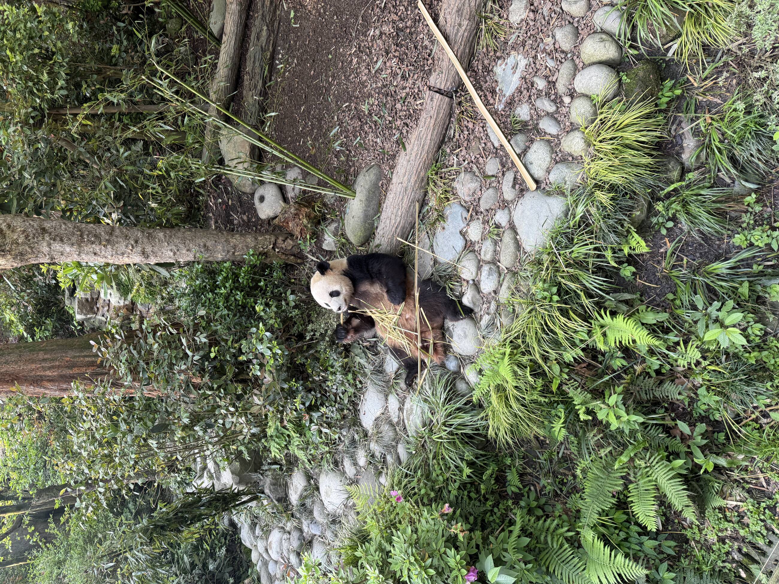 Panda research base in Chengdu, another easy weekend trip from Guilin
