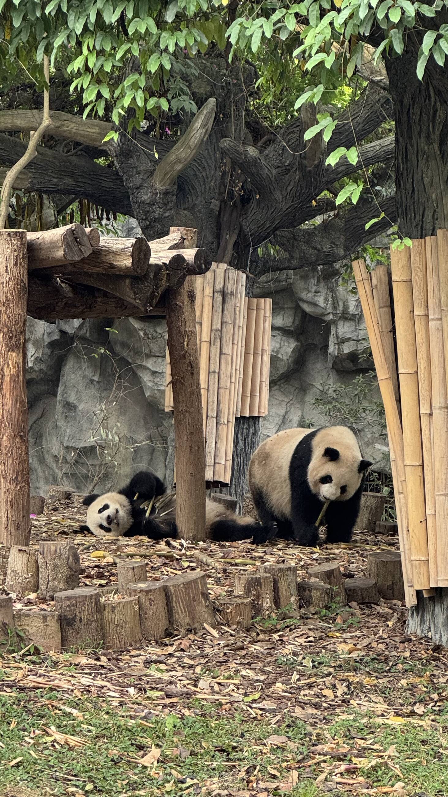 Panda base during my outdoor lesson