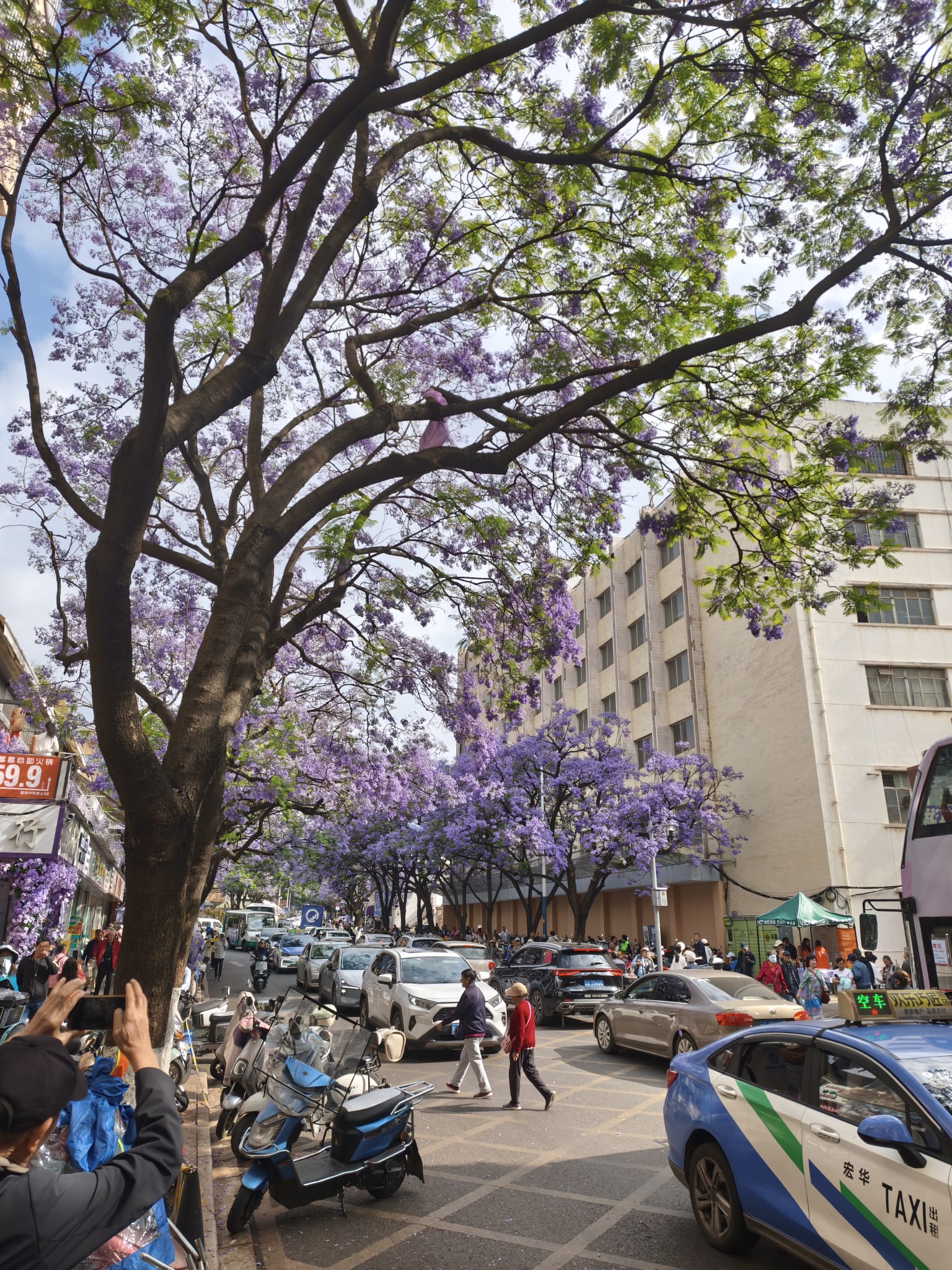Alberi di Jacaranda in fiore