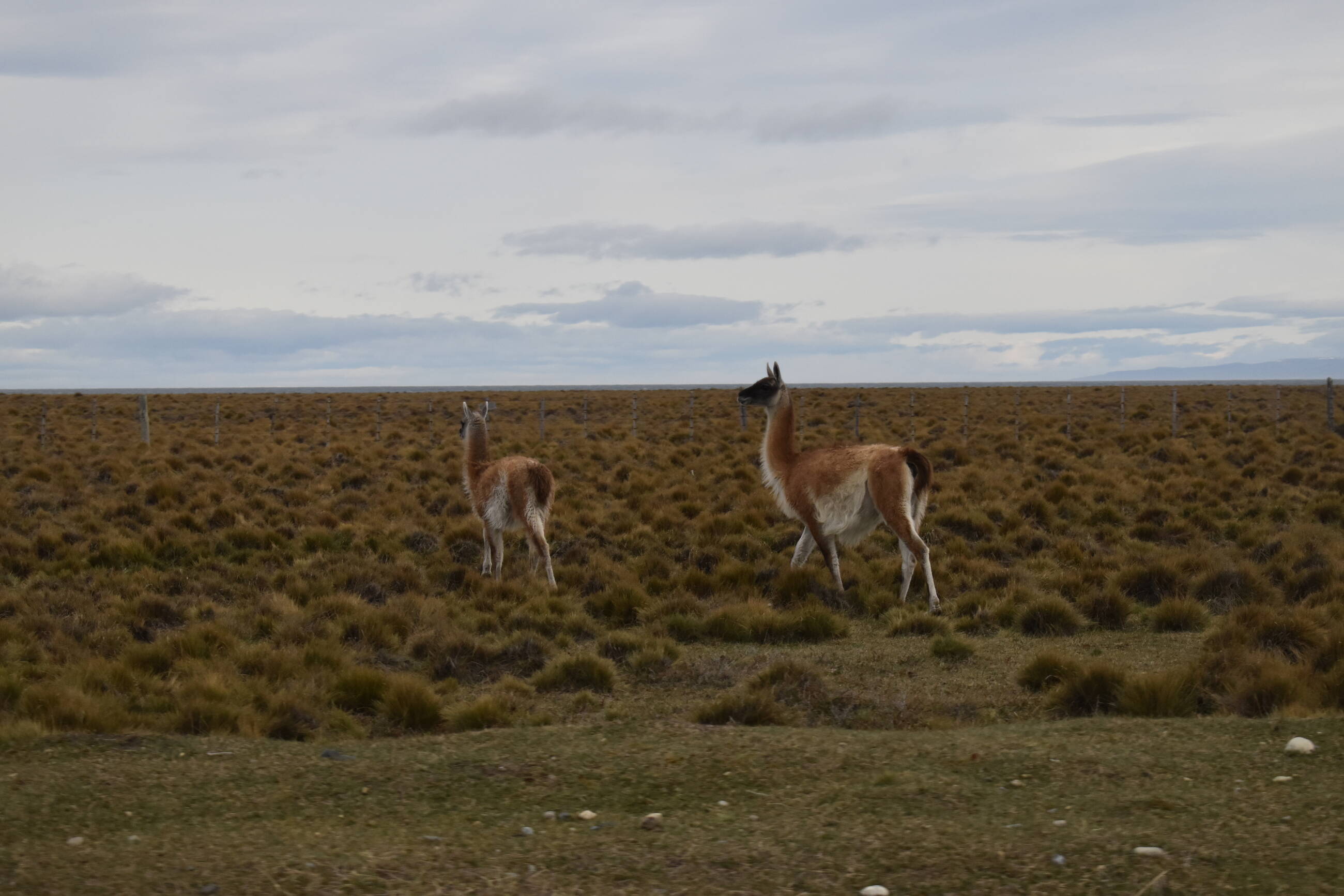 Guanacos (like a Patagonian llama/alpaca)