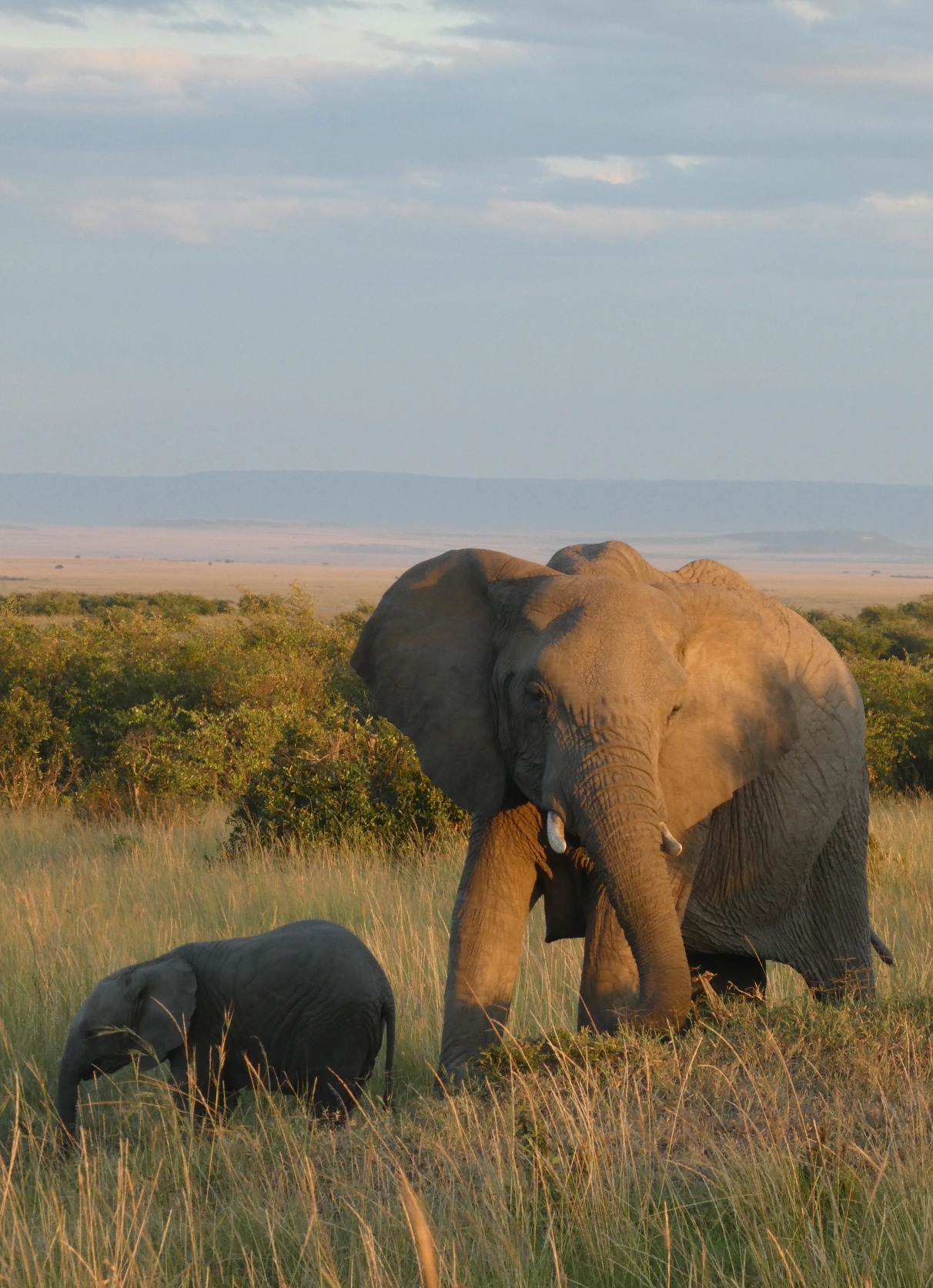 Elephants