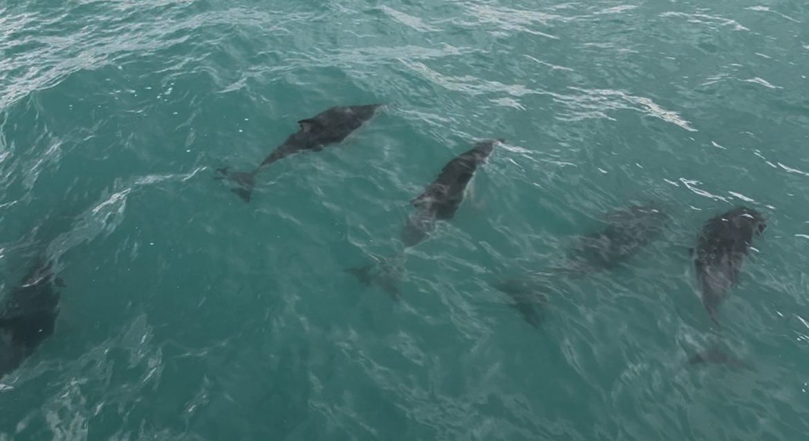Dolphin colony, Kaikoura