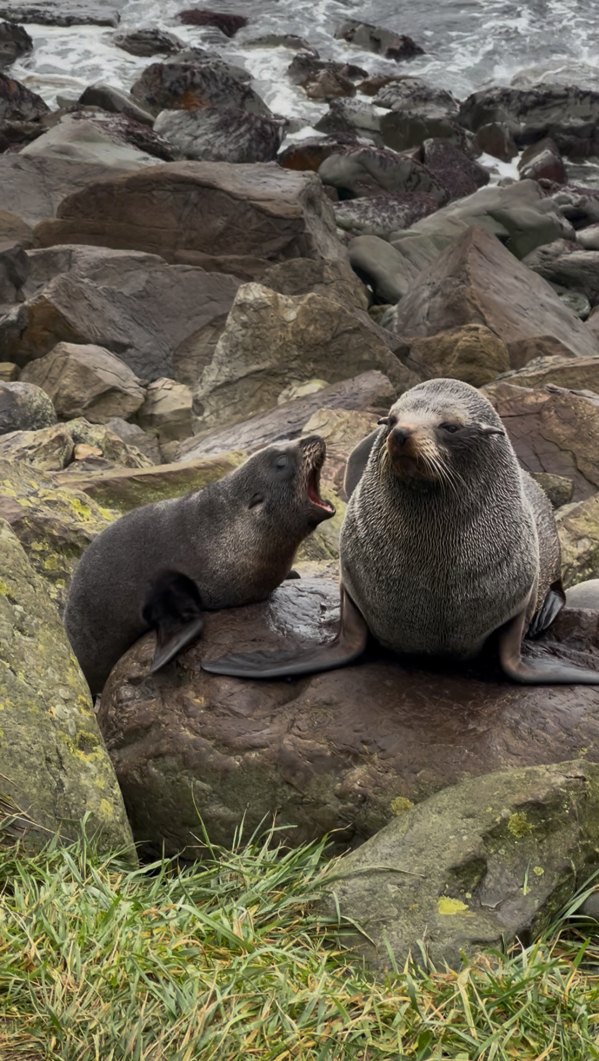 Seal colony, Wellington and Christchurch