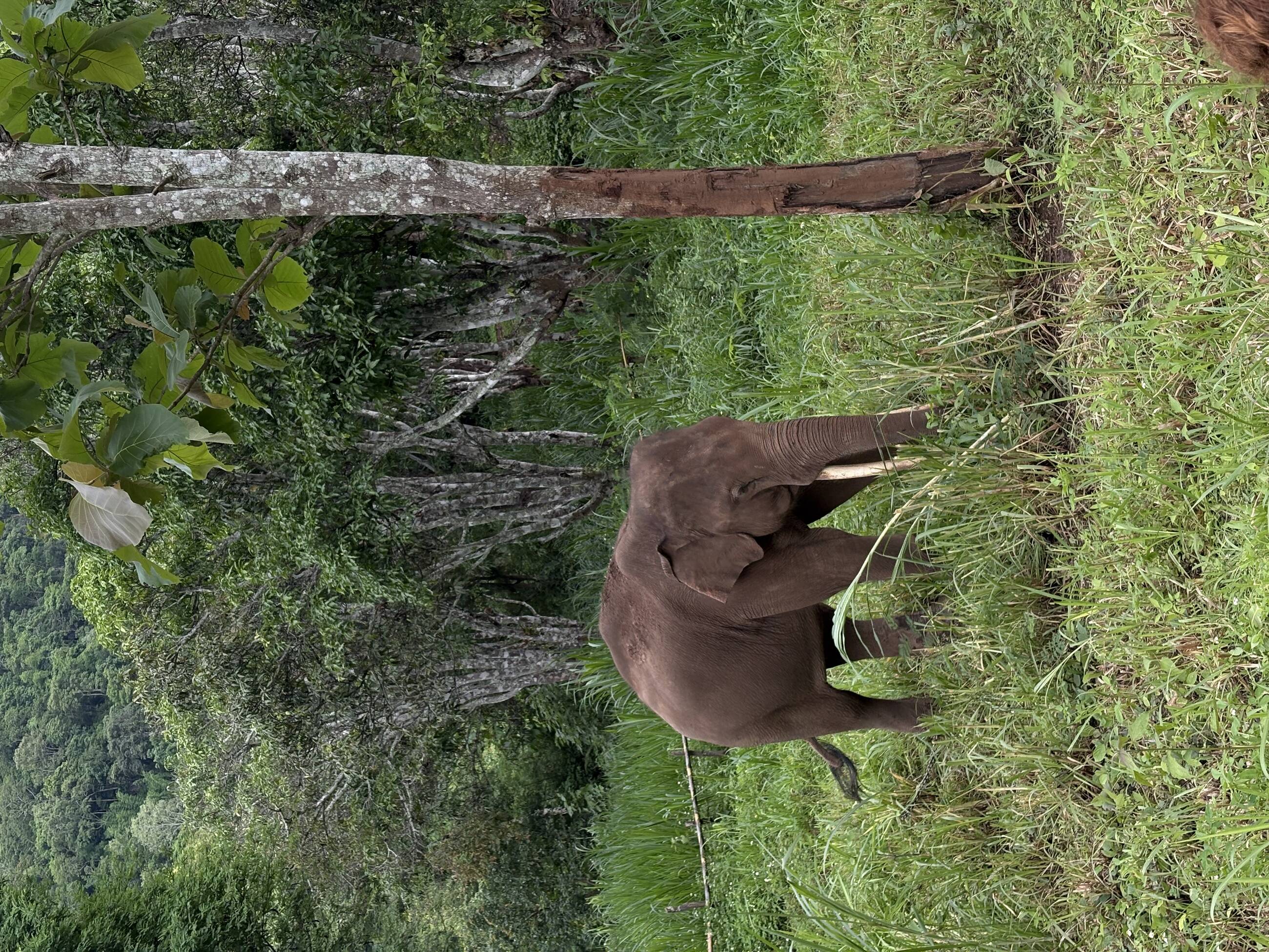 Semi wild elephants!