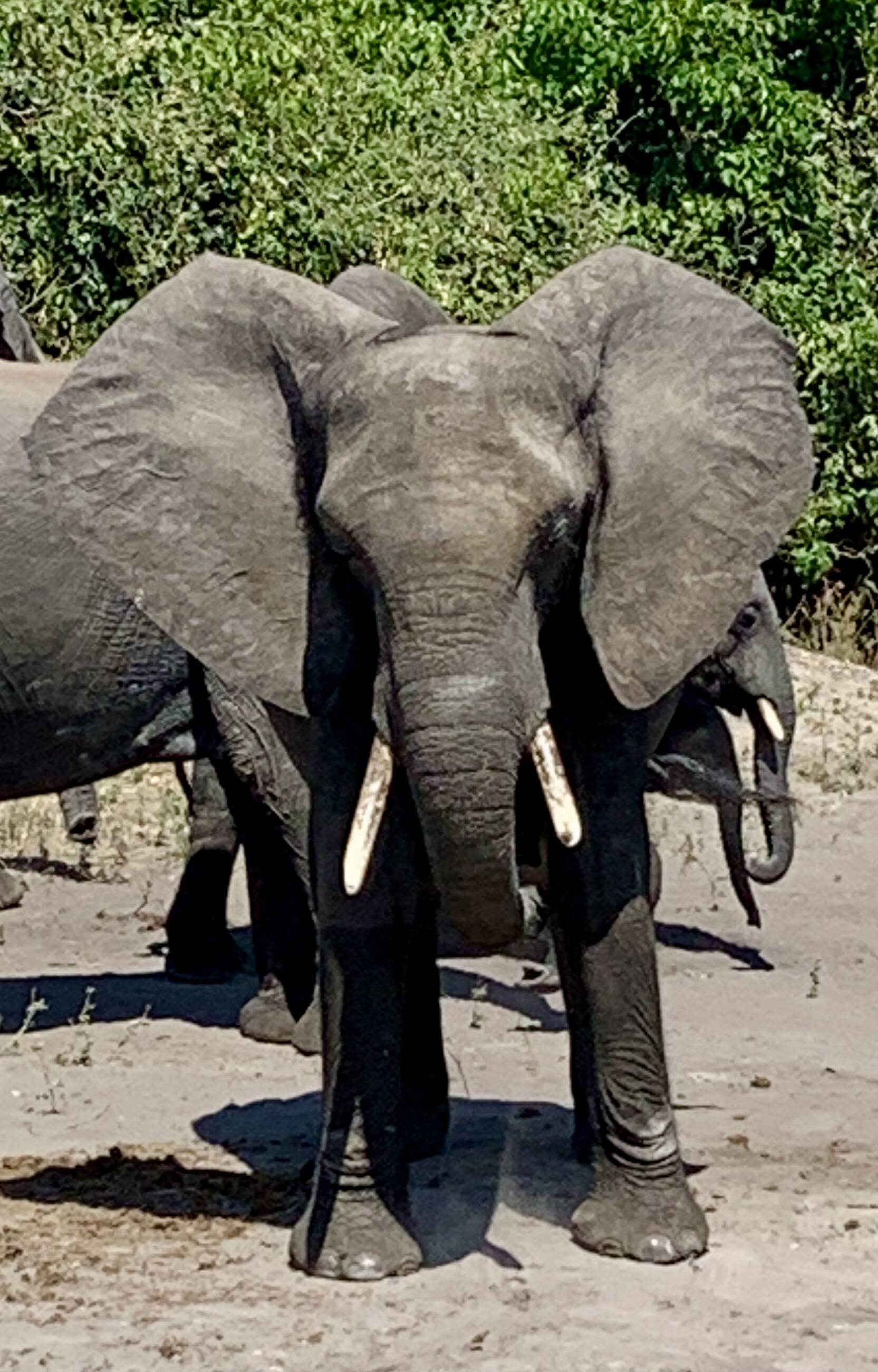 Chobe national park 