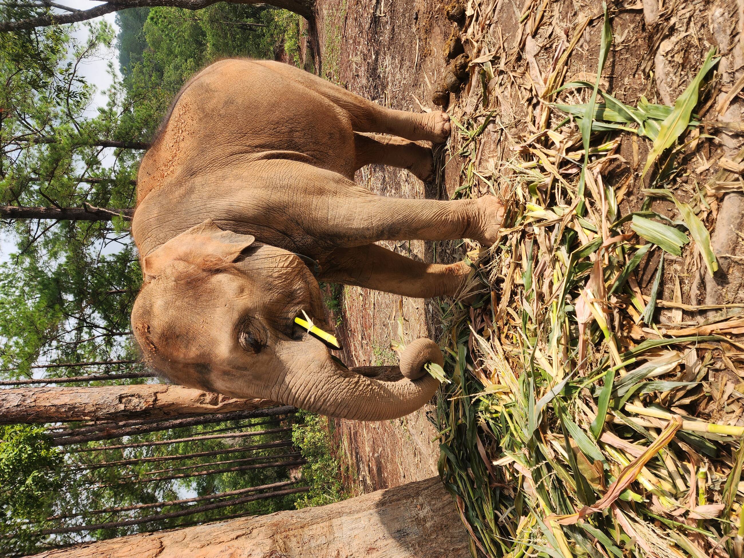 Baby elephant 