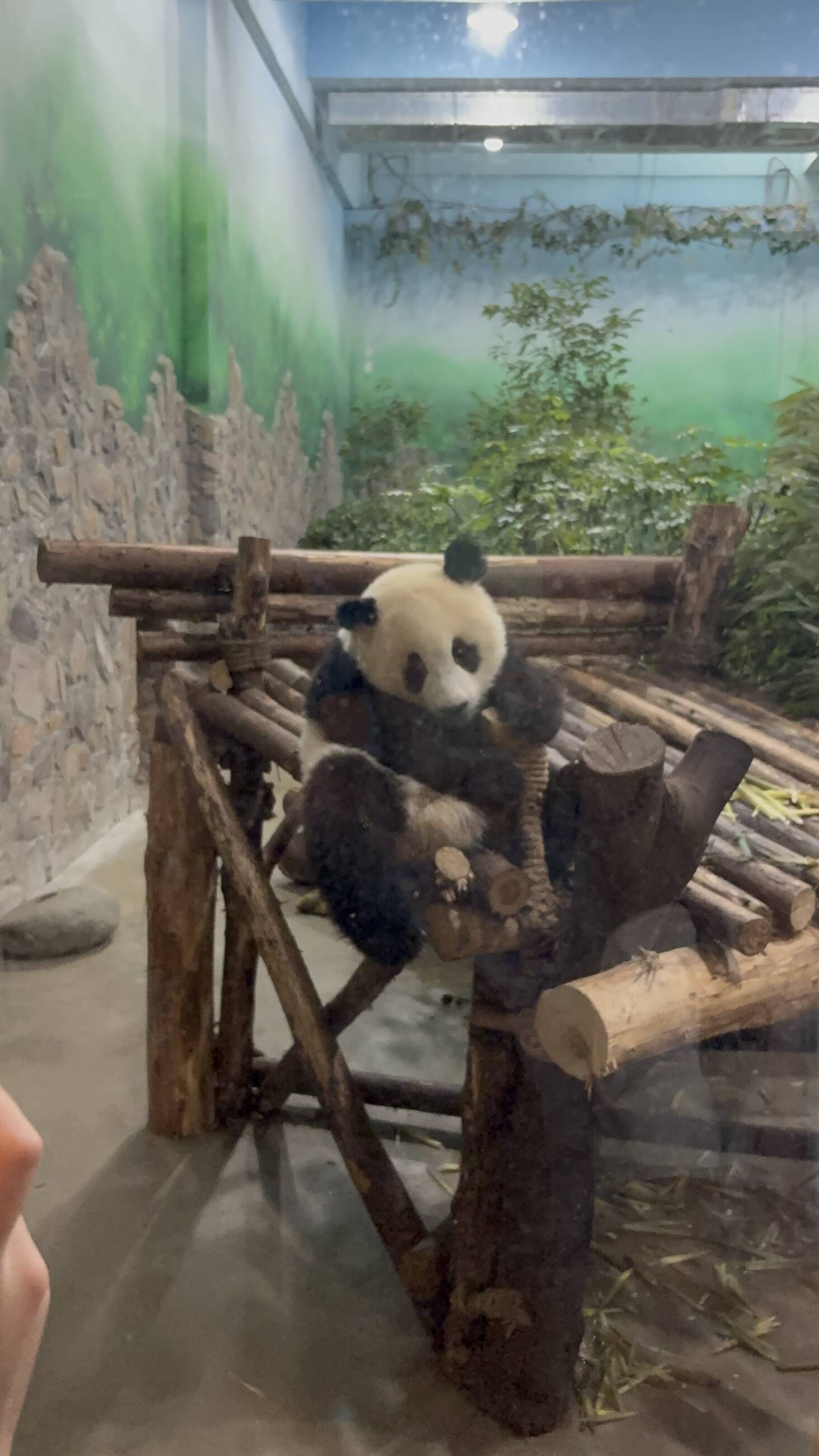 Super cute pandas 