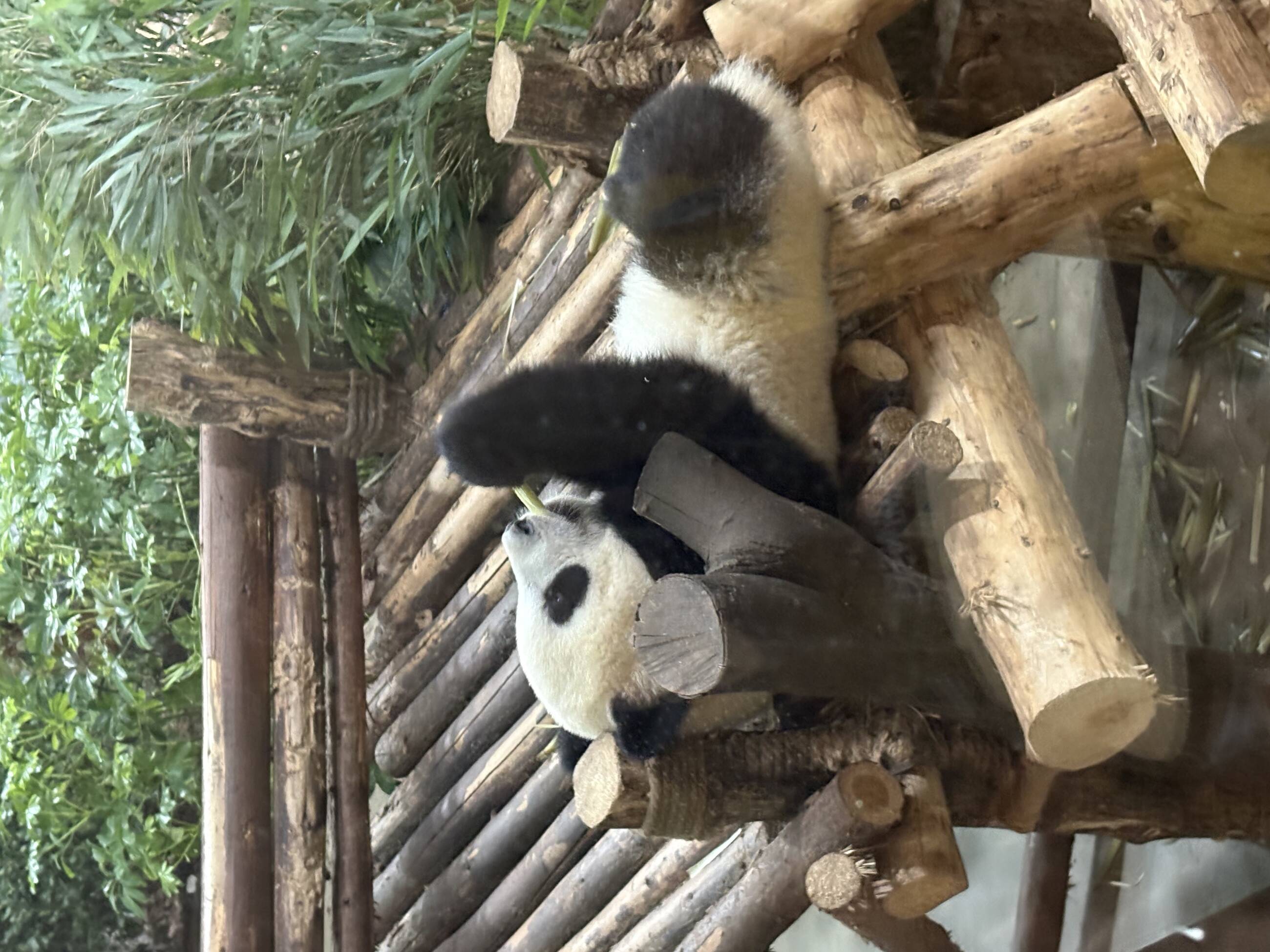 seeing the pandas 