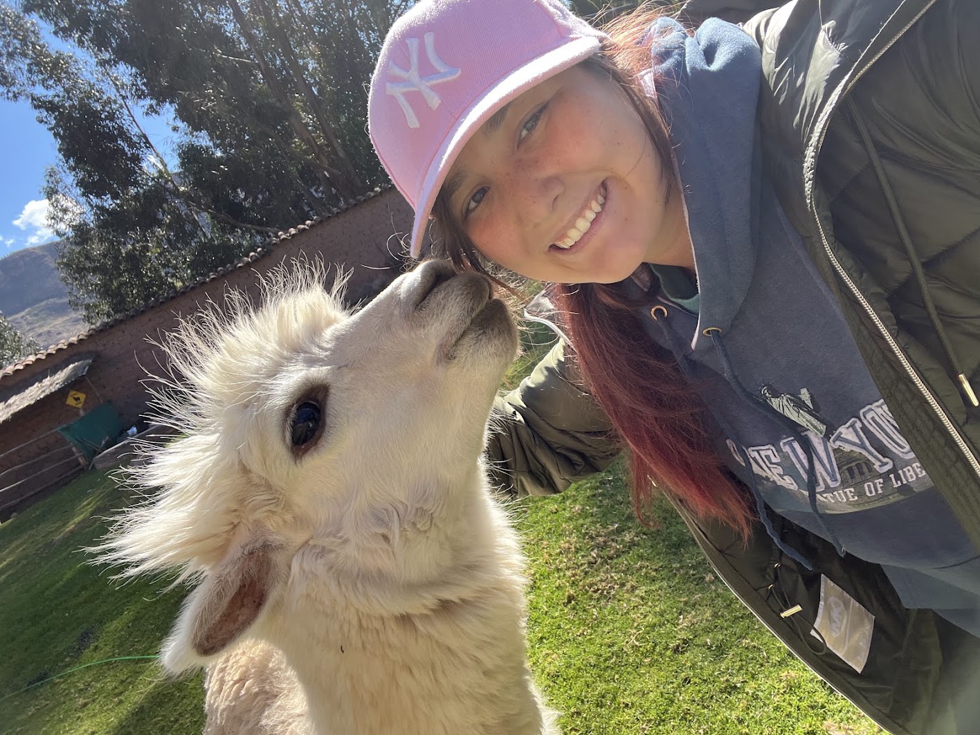 An alpaca that lived at the hotel we stayed at with the program.