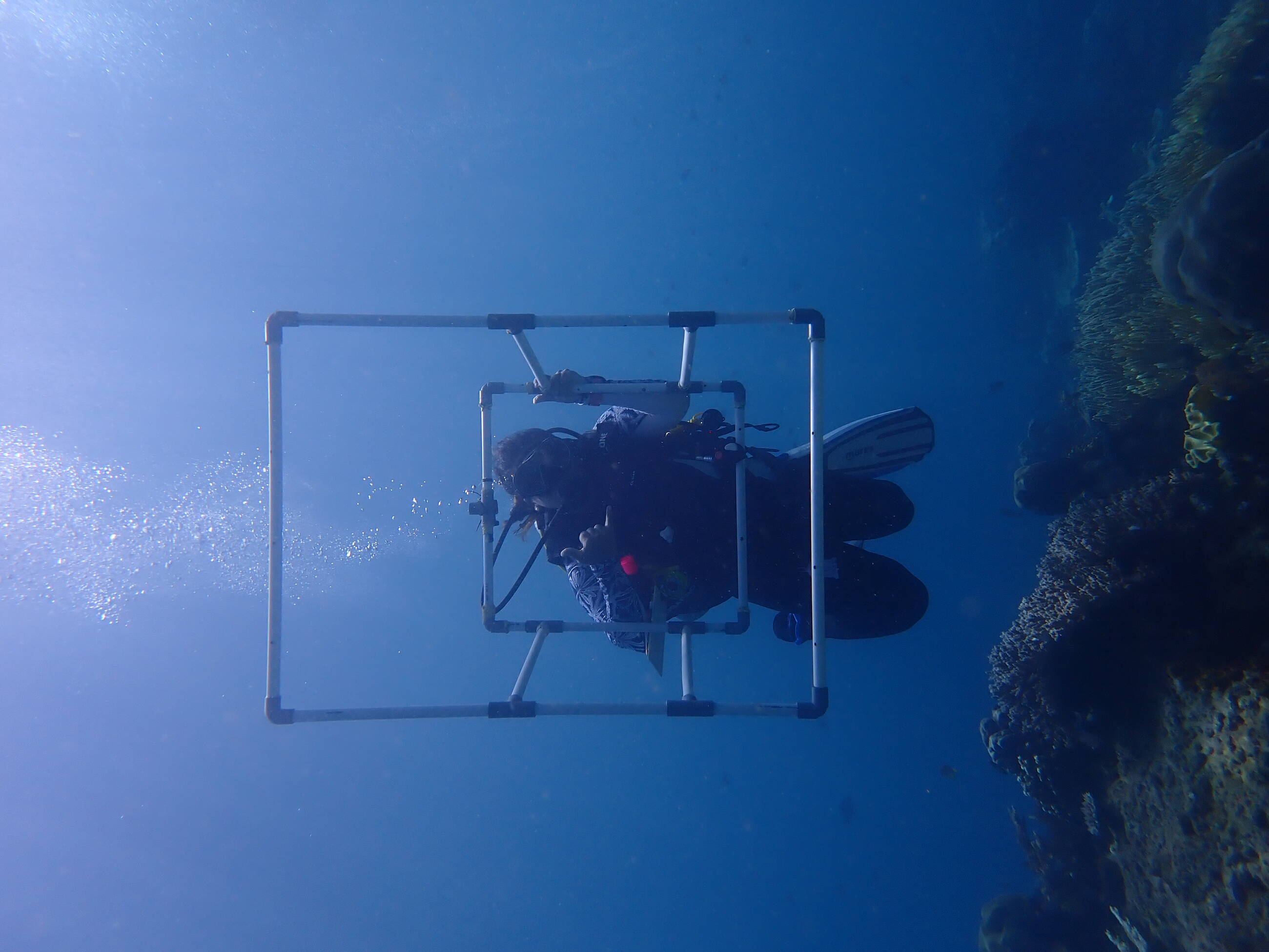 BRUV Dive 