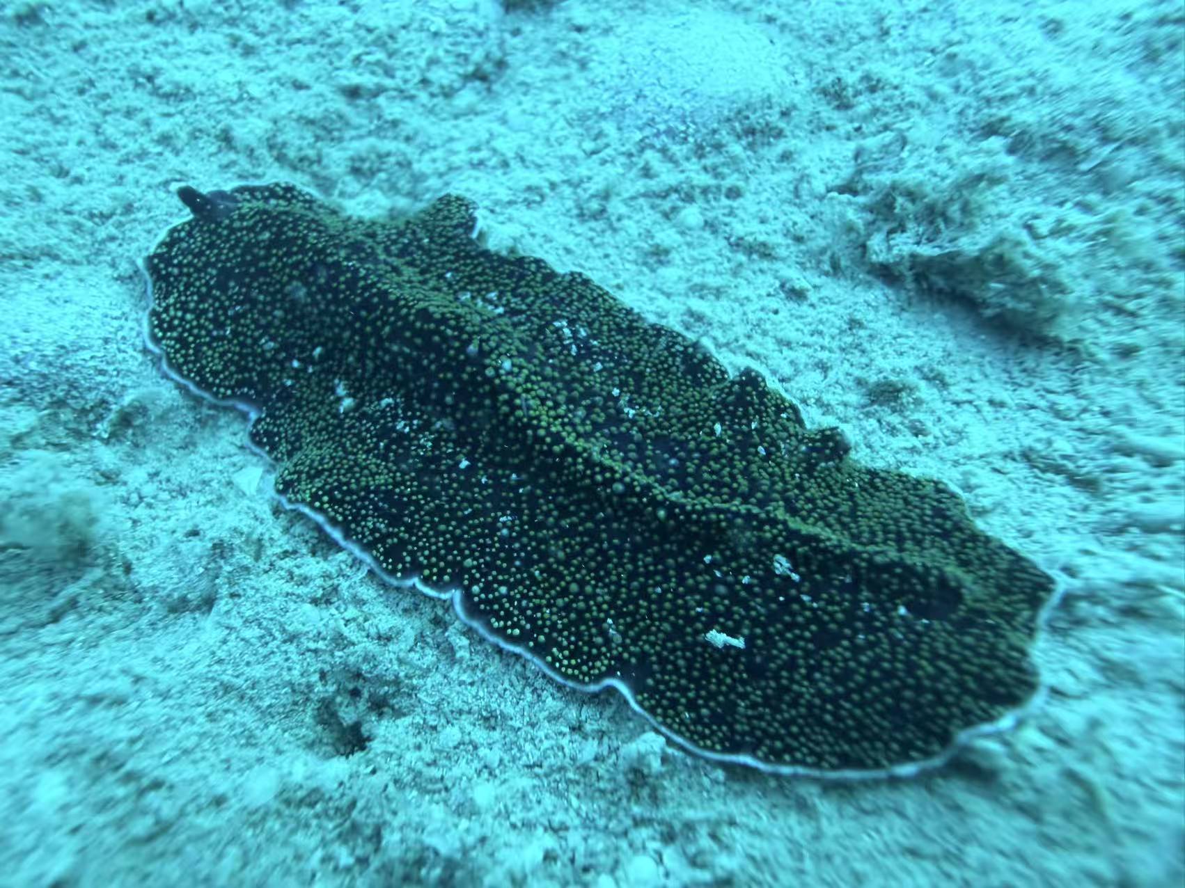 flatworm
