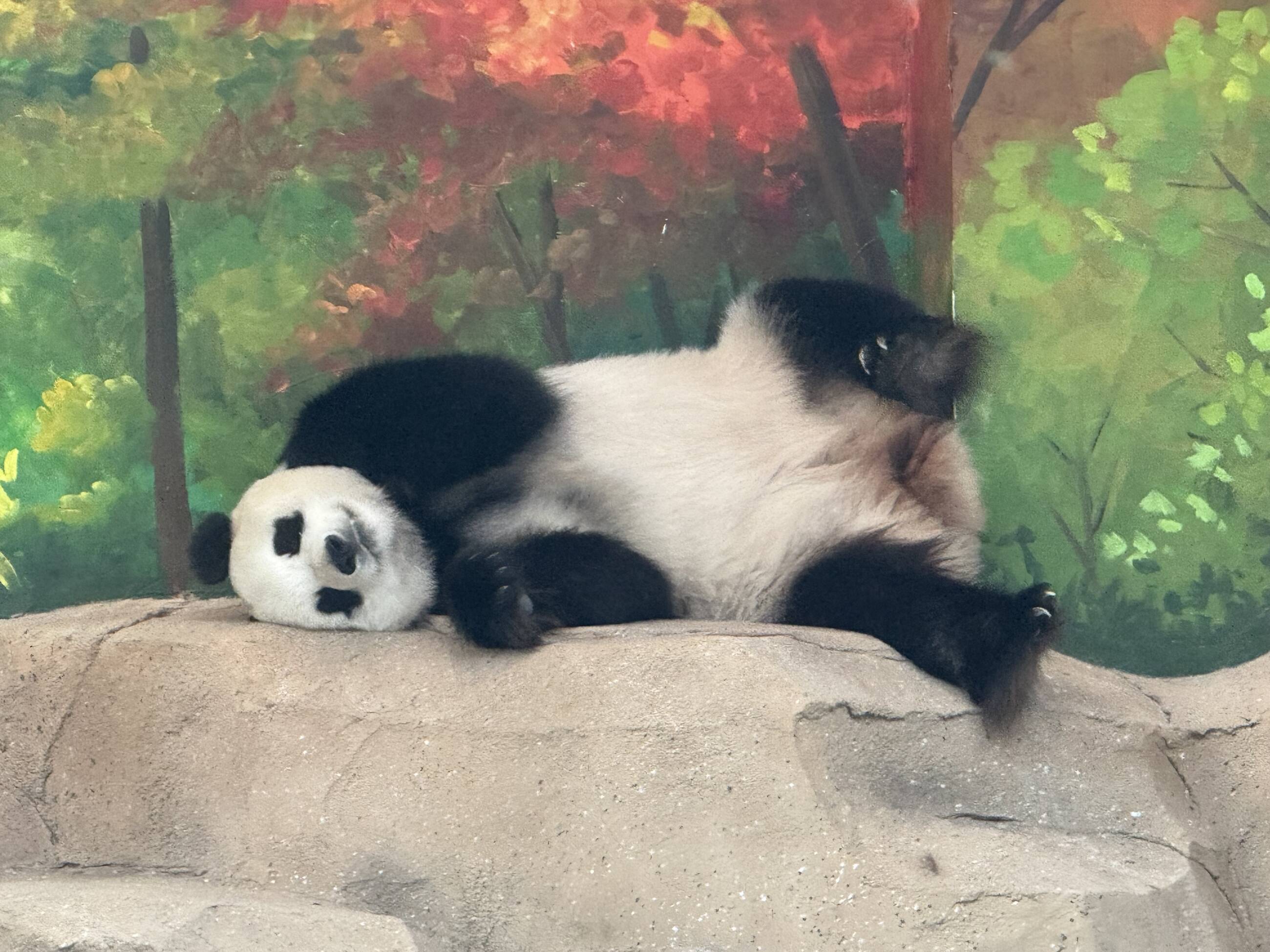 Panda