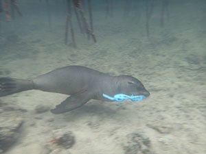 Sea lion swimming