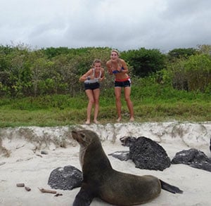 Sea lions in Ecuador