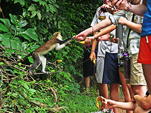 Monkey in Ghana 