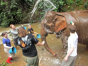 Elephant in Cambodia 
