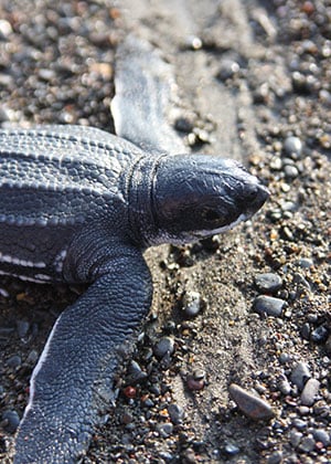 Turtle in Costa Rica 
