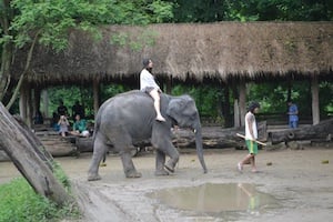 Girl riding elephant in Thailand