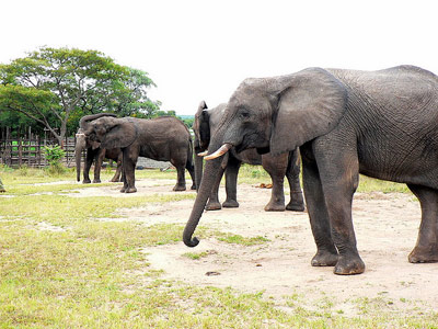 Storm-Jayne Watt - Volunteer in Zimbabwe