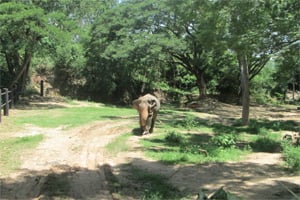 Elephants in Thailand