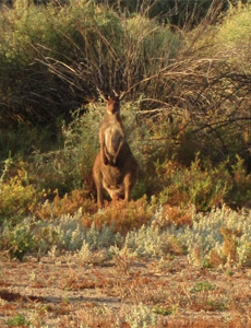 Volunteers worked on conservation projects in Australia 