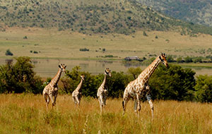 South African Giraffes