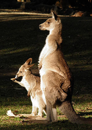 Kangaroos 