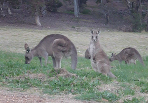 Kangaroos around University of Canberra