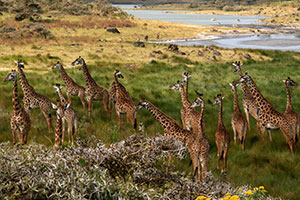 Giraffes in Tanzania 