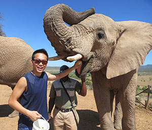 Volunteer with African Elephant