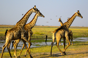 Wildlife in Zambia, Africa