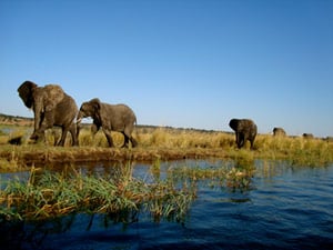 elephants in botswana