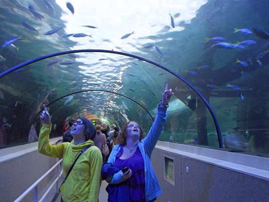 Callie at an aquarium in Australia!