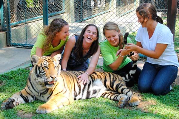 Kristen and friends petting a tiger at Tiger Kingdom in Chang Mai, Thailand