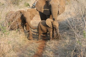 Mature Juvenile and infant elephants crossing the vehicle track.