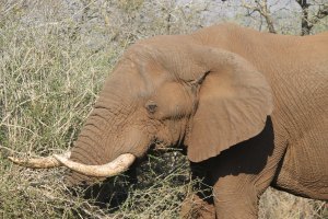 Fuller view of Elephant crossing