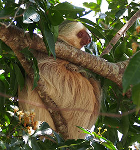 A two-toed sloth in the wild, one of the coolest animals to see up close!