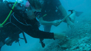 scuba diving in belize
