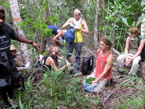 The forests of Madagascar