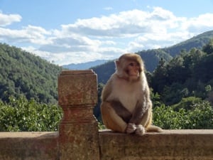 Brent made friends with a monkey in China!