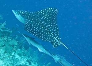 Discover wildlife while diving and volunteering
